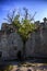 Lonely tree, ruins of castle DÄ›viÄky, Morava, Czech Republic